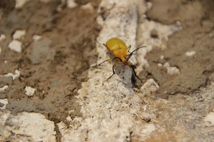 Termite inspection and barrier treatment San Luis Arizona 85349